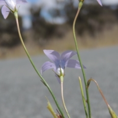 Wahlenbergia capillaris at Gordon, ACT - 29 Nov 2018 12:43 PM