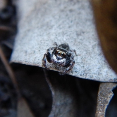 Maratus scutulatus (A jumping spider) at Dunlop, ACT - 1 Dec 2018 by CathB