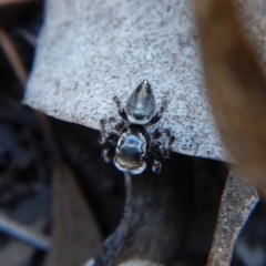 Maratus scutulatus at Dunlop, ACT - 1 Dec 2018