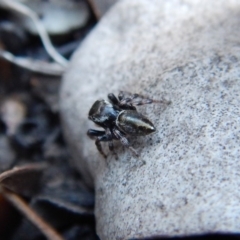 Maratus scutulatus at Dunlop, ACT - 1 Dec 2018 06:41 PM