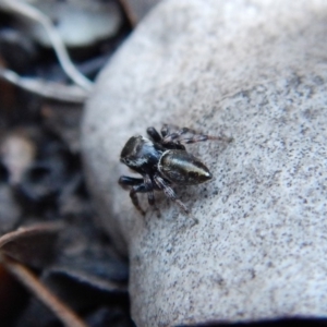 Maratus scutulatus at Dunlop, ACT - 1 Dec 2018 06:41 PM