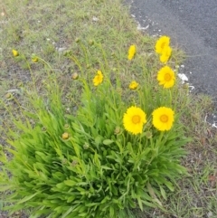 Coreopsis lanceolata (Lance-leaf Coreopsis) at QPRC LGA - 22 Nov 2018 by Varanus