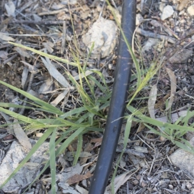 Panicum effusum (Hairy Panic Grass) at Michelago, NSW - 1 Dec 2018 by Illilanga