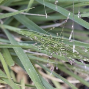 Panicum effusum at Michelago, NSW - 1 Dec 2018