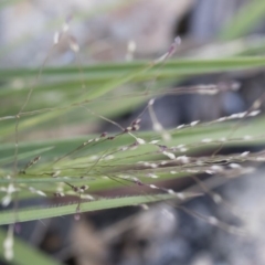 Panicum effusum at Michelago, NSW - 1 Dec 2018 05:30 PM