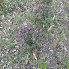 Lavandula stoechas (Spanish Lavender or Topped Lavender) at QPRC LGA - 2 Nov 2018 by Varanus