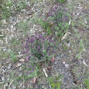 Lavandula stoechas at Wamboin, NSW - 2 Nov 2018