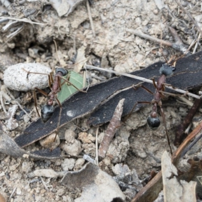 Myrmecia nigriceps (Black-headed bull ant) at Illilanga & Baroona - 15 Nov 2018 by Illilanga