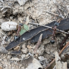 Myrmecia nigriceps (Black-headed bull ant) at Michelago, NSW - 15 Nov 2018 by Illilanga