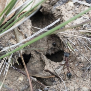 Myrmecia nigriceps at Michelago, NSW - 15 Nov 2018