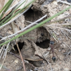 Myrmecia nigriceps at Michelago, NSW - 15 Nov 2018