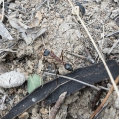 Myrmecia nigriceps at Michelago, NSW - 15 Nov 2018