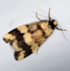 Termessa zonophanes (Double Yellow-patched Footman) at O'Connor, ACT - 1 Dec 2018 by ibaird