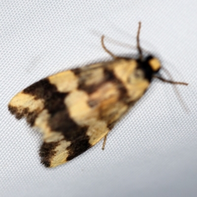 Termessa zonophanes (Double Yellow-patched Footman) at O'Connor, ACT - 2 Dec 2018 by ibaird