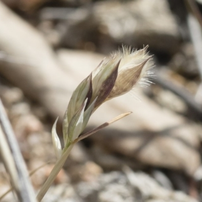 Rytidosperma carphoides (Short Wallaby Grass) at Illilanga & Baroona - 30 Nov 2018 by Illilanga