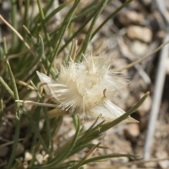 Rytidosperma carphoides at Michelago, NSW - 30 Nov 2018 03:44 PM