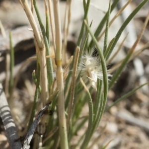 Rytidosperma carphoides at Michelago, NSW - 30 Nov 2018