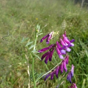 Vicia villosa subsp. eriocarpa at Bonython, ACT - 2 Dec 2018