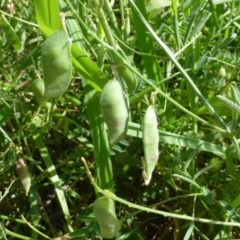 Vicia villosa subsp. eriocarpa at Bonython, ACT - 2 Dec 2018