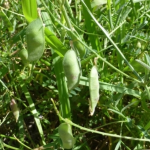 Vicia villosa subsp. eriocarpa at Bonython, ACT - 2 Dec 2018