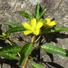 Ludwigia peploides subsp. montevidensis (Water Primrose) at Bonython, ACT - 2 Dec 2018 by RWPurdie