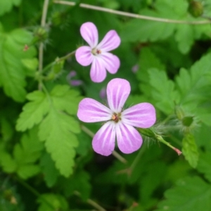 Geranium purpureum subsp. purpureum at Fadden, ACT - 2 Dec 2018 12:00 AM