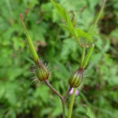 Geranium purpureum subsp. purpureum at Fadden, ACT - 2 Dec 2018 12:00 AM