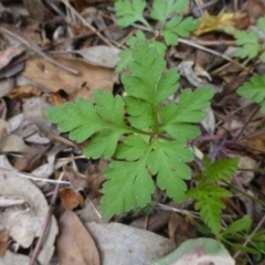 Geranium purpureum subsp. purpureum at Fadden, ACT - 2 Dec 2018 12:00 AM