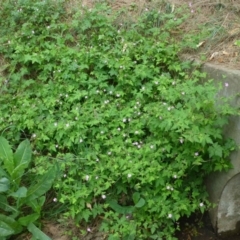 Geranium purpureum subsp. purpureum at Fadden, ACT - 2 Dec 2018