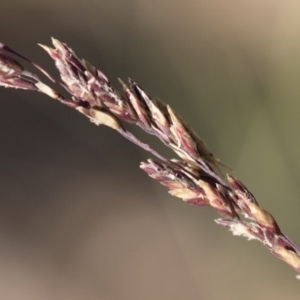 Poa sieberiana at Michelago, NSW - 1 Dec 2018 05:23 PM