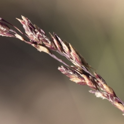 Poa sieberiana (Poa Tussock) at Illilanga & Baroona - 1 Dec 2018 by Illilanga