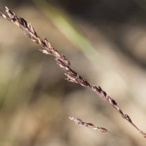 Poa sieberiana at Michelago, NSW - 1 Dec 2018