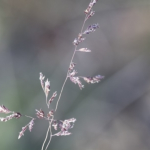 Poa sieberiana at Michelago, NSW - 1 Dec 2018 05:23 PM