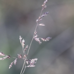 Poa sieberiana at Michelago, NSW - 1 Dec 2018