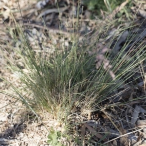 Poa sieberiana at Michelago, NSW - 1 Dec 2018