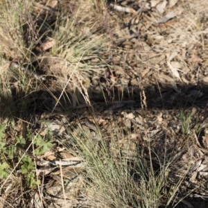 Poa sieberiana at Michelago, NSW - 1 Dec 2018