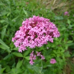 Centranthus ruber (Red Valerian, Kiss-me-quick, Jupiter's Beard) at Fadden, ACT - 1 Dec 2018 by RWPurdie