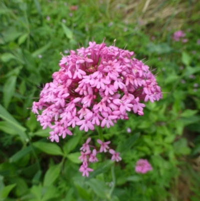 Centranthus ruber (Red Valerian, Kiss-me-quick, Jupiter's Beard) at Fadden Hills Pond - 1 Dec 2018 by RWPurdie