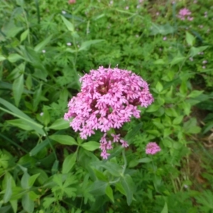 Centranthus ruber at Fadden, ACT - 2 Dec 2018