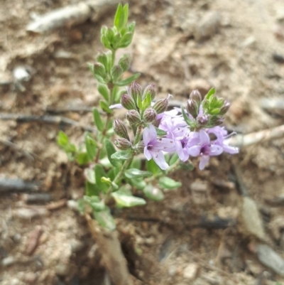 Mentha diemenica (Wild Mint, Slender Mint) at Aranda Bushland - 1 Dec 2018 by purple66