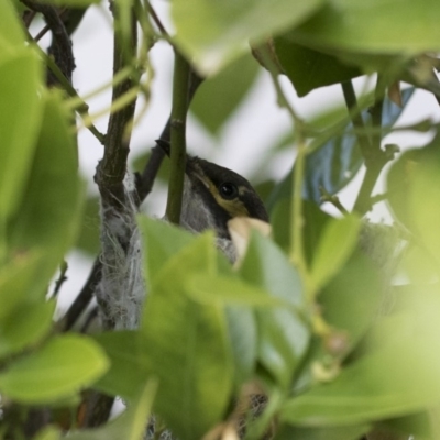 Caligavis chrysops (Yellow-faced Honeyeater) at Illilanga & Baroona - 30 Nov 2018 by Illilanga