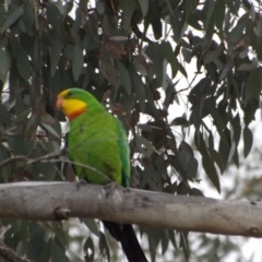 Polytelis swainsonii (Superb Parrot) at Hawker, ACT - 2 Dec 2018 by Valerate