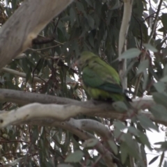 Polytelis swainsonii at Hawker, ACT - suppressed