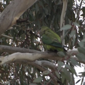 Polytelis swainsonii at Hawker, ACT - suppressed