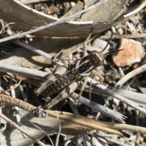 Brachyexarna lobipennis at Michelago, NSW - 30 Nov 2018 03:55 PM