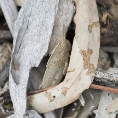 Goniaea australasiae (Gumleaf grasshopper) at Illilanga & Baroona - 13 Oct 2018 by Illilanga