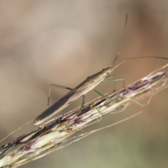 Mutusca brevicornis (A broad-headed bug) at Illilanga & Baroona - 1 Dec 2018 by Illilanga