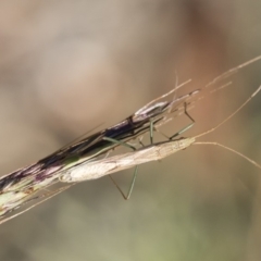 Mutusca brevicornis at Michelago, NSW - 1 Dec 2018 05:13 PM