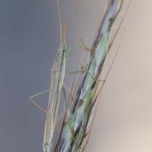 Mutusca brevicornis at Michelago, NSW - 1 Dec 2018 05:13 PM