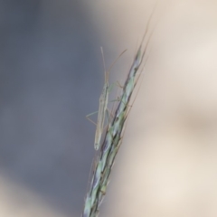 Mutusca brevicornis at Michelago, NSW - 1 Dec 2018